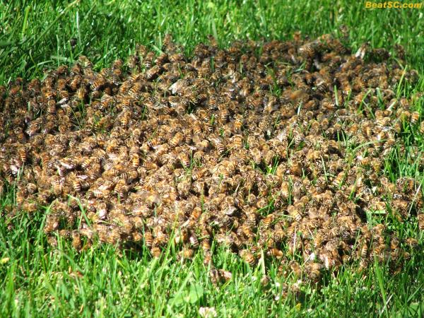 Why do we hate them?  BEE-cause, who else would perpetrate a “Drive-By Killer Bee Swarm Home Delivery?”  Thanks for the honey, guys.  No one even got stung.  What’s next, locusts?